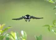 Tannenmeise  IMG_9414