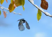 Tannenmeise  IMG_4609